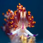 10 Shockingly Small But Adorable Aquatic Creatures